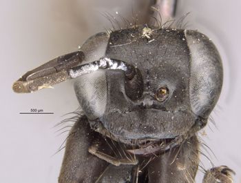 Media type: image;   Entomology 13699 Aspect: head frontal view